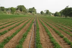 Groundnut Field Takes Shape