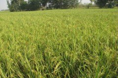 The Basmati Comes Into Its Own
