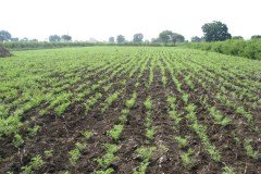 Sowing the Gram Crop