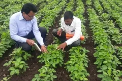 Checking the Soyabean Crop