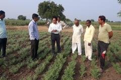 Field Visit, Chickpea Crop
