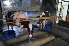 On-Farm Drinking-Water Point