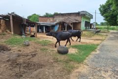 Milch Buffaloes in a Village Setting