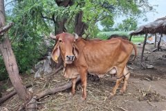 Gir Cow in Good Body Condition