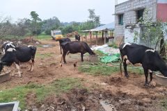 Cross-Bred Herd with Feeding Tubs and Milk-Collection Vehicle