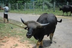 Large Bovine (Mithin) on Rope Lead Along Fenced Path