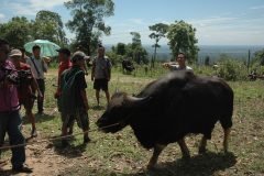 Field Documentation of a Large Bovine on Hillside Grazing Land