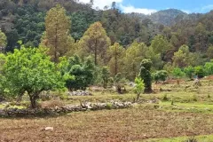 Pine-forested hillside above terraced farmland