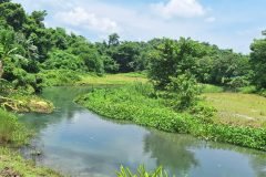 Wetland pond with grazing cattle