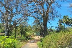 Village pathway lined with coconut palms and shade trees