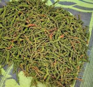 WhatsApp-Image-2026-01-14-at-4.54.13-PM-3