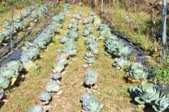 WhatsApp-Image-2026-01-29-at-9.37.04-AM-2