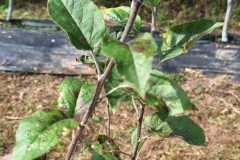 WhatsApp-Image-2026-01-29-at-9.37.06-AM-1