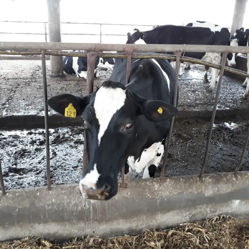 Dairy Sector Solutions Img1